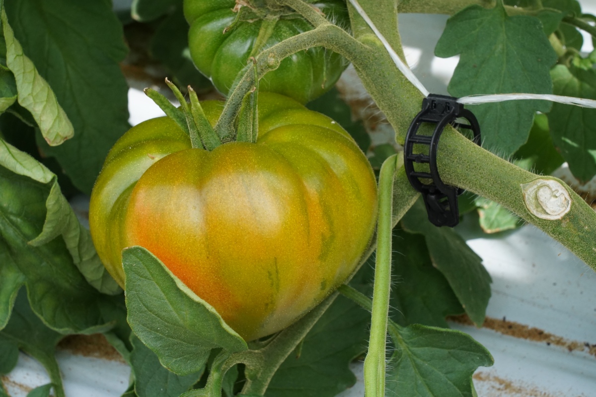 Il pomodoro Marmartinez può essere raccolto verde oppure rosso